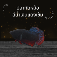 ปลากัดหม้อไทยสายกัดเก่ง กัดหนัก K3 (มีรับประกันสินค้า )(มีเก็บเงินปลายทาง)