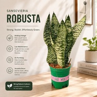 TKL - Sansevieria Robusta Silver-Striped Snake Plant Air Purifying Plant Indoor Plant 银脉虎皮兰