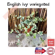 (GG real plant) English ivy var ^ Pokok gantung hidup hiasan rumah live indoor houseplant tumbuhan k