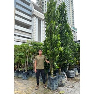 GPS Green Plant Society Live Tree Garcinia Subelliptica 12ft-15ft 福木