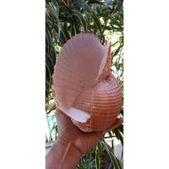 Tonna Galea seashells 7in arts and craft diy craft craft kit