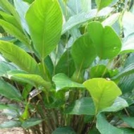 DAUN LEREK🌿 / DAUN LIRIK UNTUK LEMANG / 15 HELAI