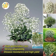10Pcs Legit White Gypsophila Flower Seeds for Sale Benih Pokok Bunga Biji Benih Bunga Cantik Baby Br