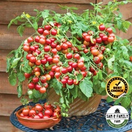 Biji Benih Tomato Renek / Dwarf Tomato Seeds (10 seed)