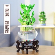 Lucky Bamboo Plant Bamboo Tower Water Conservation High Office Indoor Bamboo Hydroponics Plant Lucky Bamboo