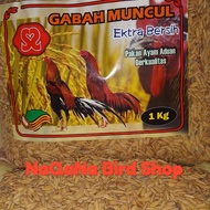 Gabah Padi Pakan Ayam Jago Aduan Gabah Bangkok