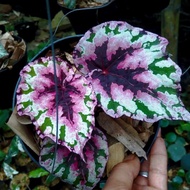 Tanaman hias Begonia pelangi - Begonia cantik