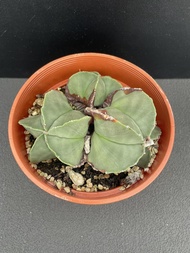 Augustfame - Astrophytum Myriostigma Triple Head A9 三头鸾凤玉 cactus succulent