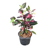 ชบาด่าง กระถาง 6 นิ้ว Hibiscus rosa-sinensis L. ‘Cooperi’ Pot 6
