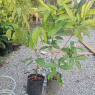 Pokok Rambutan Kerak Nyor Kahwin