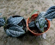 Bibit herbal sirih hitam wulung herbal