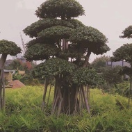 Tanaman hias bonsai bringin korea super xxl
