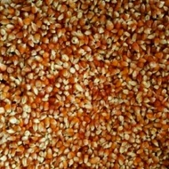 Jagung Kristal Jagung Kecil Unyil Khusus Merpati 1Kg