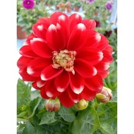 DAHLIA KAMPUNG (READY STOCK LIMITED)