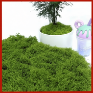 100g Artificial Moss – for DIY Microlandscapes, Bonsai, Rock Gardens & Fake Scenes