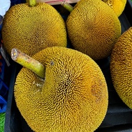 TIADA COD Anak Pokok Buah Tarap