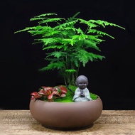 Green Rhyme Hanada【Two Hours】Red Maple Leaf Bonsai Office Tea Table Potted Flowers Ancient Style Desktop Green Plant Gif