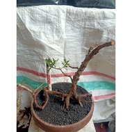 Bahan Bonsai Santigi Karang Dongkel