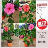 *READY STOCK*Pokok Bunga Raya &amp; HYBRID*