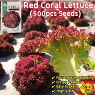 100% Original Red Coral Lettuce Seeds for Sale (Fresh 500pcs Seeds) Red Lettuce Seeds for Hydroponic