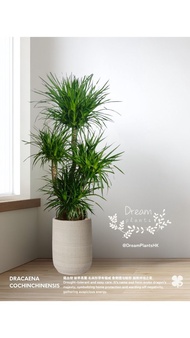 龍血樹  連優質陶瓷花盆 Dracaena Cochinchinensis Tree with quality ceramic pot  🍀Potted plant 盆栽植物 🍀Indoor 室內種植