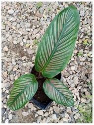 Calathea Pinstripe with FREE plastic pot, pebbles and garden soil (Rare Indoor Plant and 4 Stocks Only)