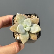 Graptoveria ไม้อวบน้ำ กุหลาบหิน cactus&amp;succulentหลากหลายสายพันธุ์