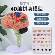 4DMaster 4D Assembled Human Anatomy Model Medical Model Brain Model Brain Structure Model