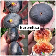 Pokok tin KURUME KUROMITSU