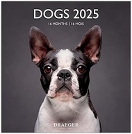 Large Wall Calendar 29 x 29 cm 2025 - September 2024 to December 2025 - Dogs