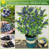 เมล็ดพันธุ์ บลูเบอร์รี่ บรรจุ 30 เมล็ด Bonsai Blueberry Plants Seeds Fruit Seeds for Planting บอนไซ เมล็ดผลไม้ พันธุ์ผลไม้ เมล็ดพันธุ์ผลไม้ ต้นไม้กินผล บอนสีพันหายาก ต้นไม้ผลกินได้ เมล็ดบอนสี ต้นไม้แคระ ต้นไม้มงคล ปลูกง่าย คุณภาพดี ราคาถูก ของแท้ 100%