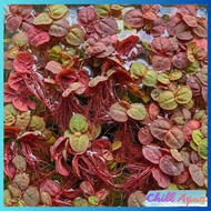 (Buy 5 get 5 free) Red duckweed (red root duckweed) filters aquarium water