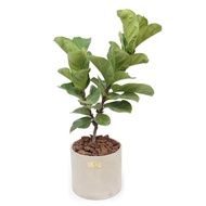 開幕賀禮、新居落成│中大型景觀植栽│琴葉榕