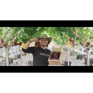 Pokok Anggur Akademik , Dixon , Aroma Delight , Ninel , Trans , Veles , Black Ozark , kesha dan Jupi