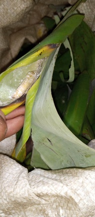 kepompong ulat daun pisang umpan bawal 30 ekor