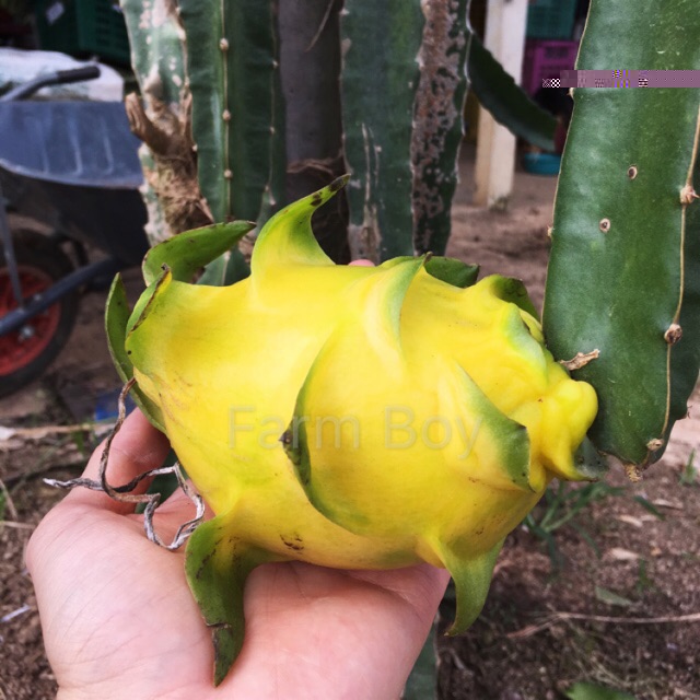 (10cm - 20cm)Yellow Dragon Fruits Trees / Keratan kuning benih anak pokok buah naga