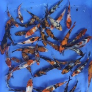 ikan koi blitar 6-11 cm Paket 30 ekor bibit ikan koi pilihan