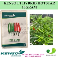 KENSO SEED CILI PADI HOT STAR F1 HYBRID UPRIGHT CHILI 10GRAM Setanding Cili Bara Cili Kampung CILI H
