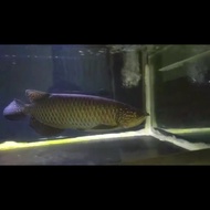 Ikan Arwana Jardini Red Pearl 18-20 cm..