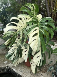靚靚白斑葉龜背竹 //Variegated Monstera
