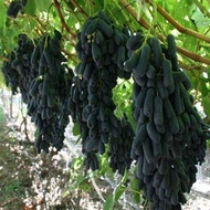 Cây giống NHO NGÓN TAY Úc đen trái ngọt không hạt - Nho móng tay giống chuẩn nhập khẩu