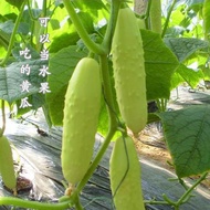 Benih Timun Putih (20 Seeds)/白玉黄瓜籽/ White Cucumber Seeds
