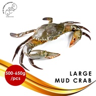 Large Live Mud Crab 螃蟹 (500g to 650g/pc)