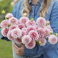 Eden Brothers Dahlia Bulb (Decoration) - Strawberry and Cream, Non-Genetically Grown Bulbs, 2 Bulbs 