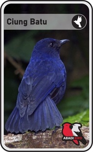BURUNG CIUNG BATU TANGERANG