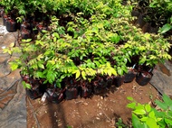 CÂY GIỐNG KHẾ NGỌT ĐÀI LOAN trồng CHẬU  [ CÂY ĐANG RA BÔNG ] [ GHN Express ]