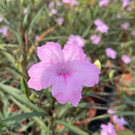Pokok Ruellia Pinkkk