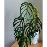 Monstera Burle Marx Flame 巴西火焰龟背竹