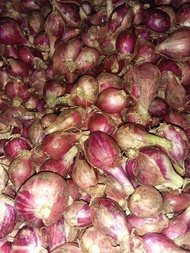 Bawang merah brebes kualitas super Gede Berat 1kg