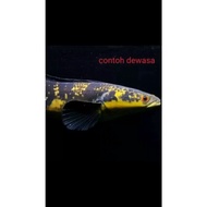 Ready Stock ikan gabus hias kuning chana ys yellow